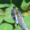 Blue Dasher, male