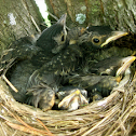 American Robin