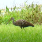 Limpkin