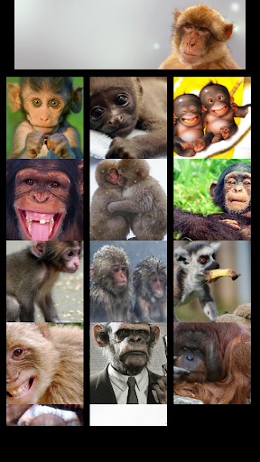 Monkey Wallapaper