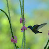 Charming Hummingbird  or  Beryl-crowned Hummingbird