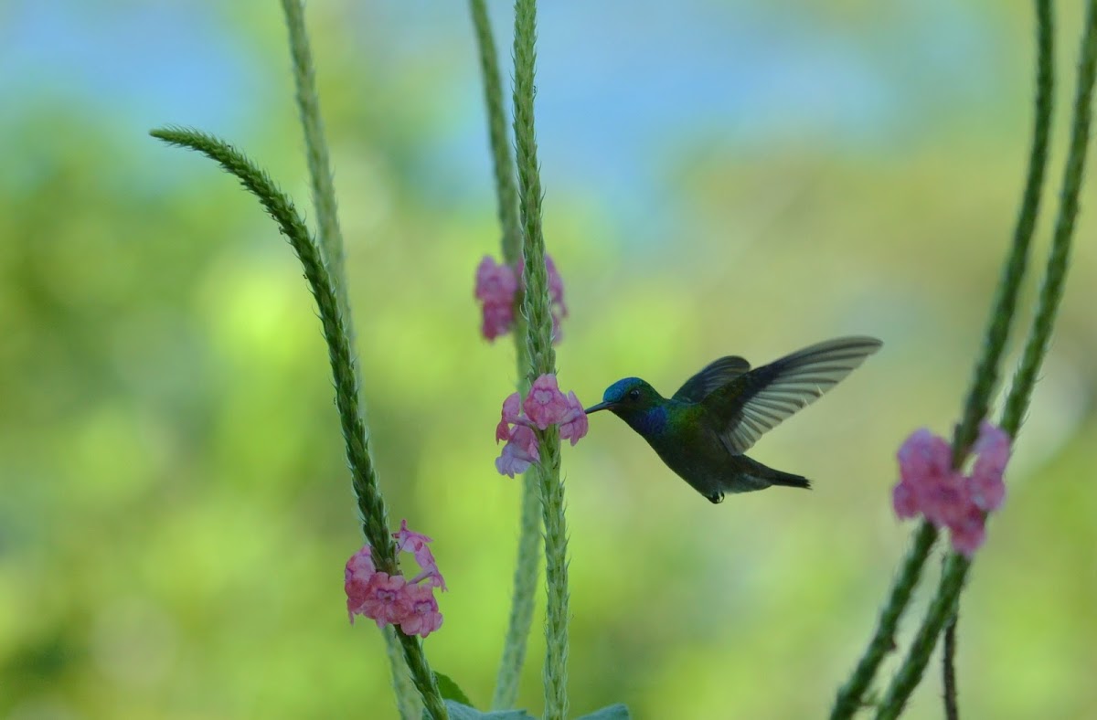 Charming Hummingbird  or  Beryl-crowned Hummingbird