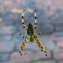 Cross Orbweaver