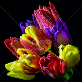 Rainbow Rising by Martin Crush - Flowers Flower Arangements
