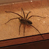 Giant house spider