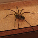 Giant house spider