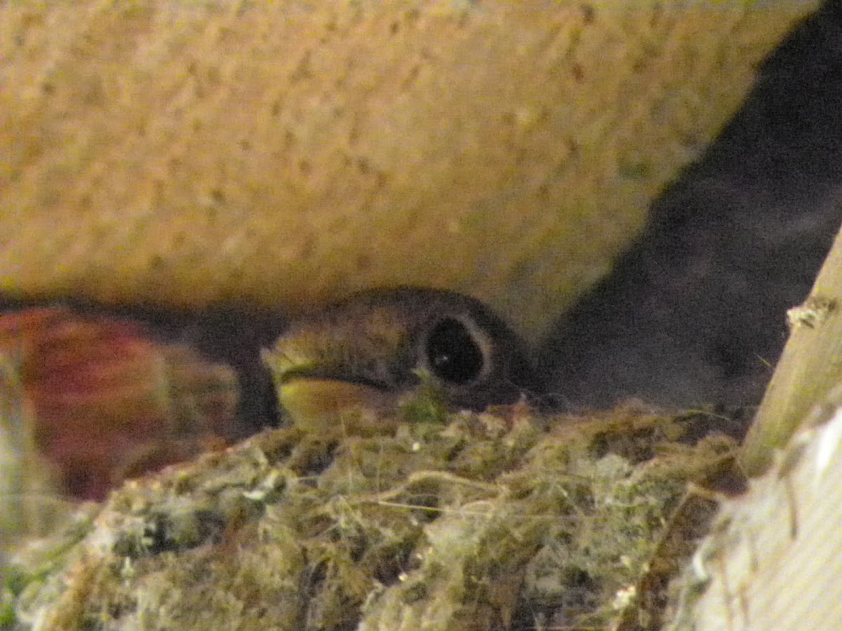 swainson's thrush on nest