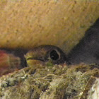 swainson's thrush on nest