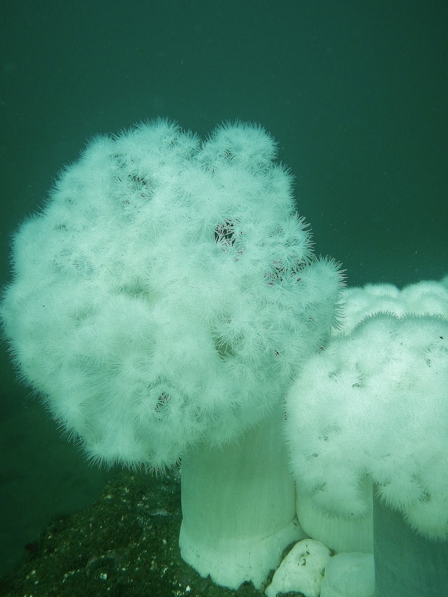 Giant White-Plumed Anemone