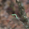 Unknown Inchworm