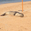 Hawaiian monk seal