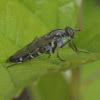 Stiletto Fly, female