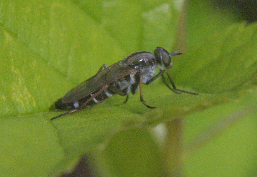 Stiletto Fly, female