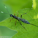 Ichneumon wasp (female)