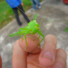 Muồm muỗm (Katydid nymph)