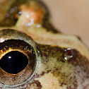 Ornate Burrowing Frog