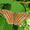 Many-banded Dagerwing