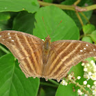Many-banded Dagerwing