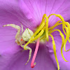 Female Crab Spider