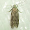 Gelechiid moth