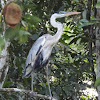 Cocoi heron