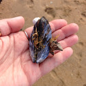 mussel with occupants