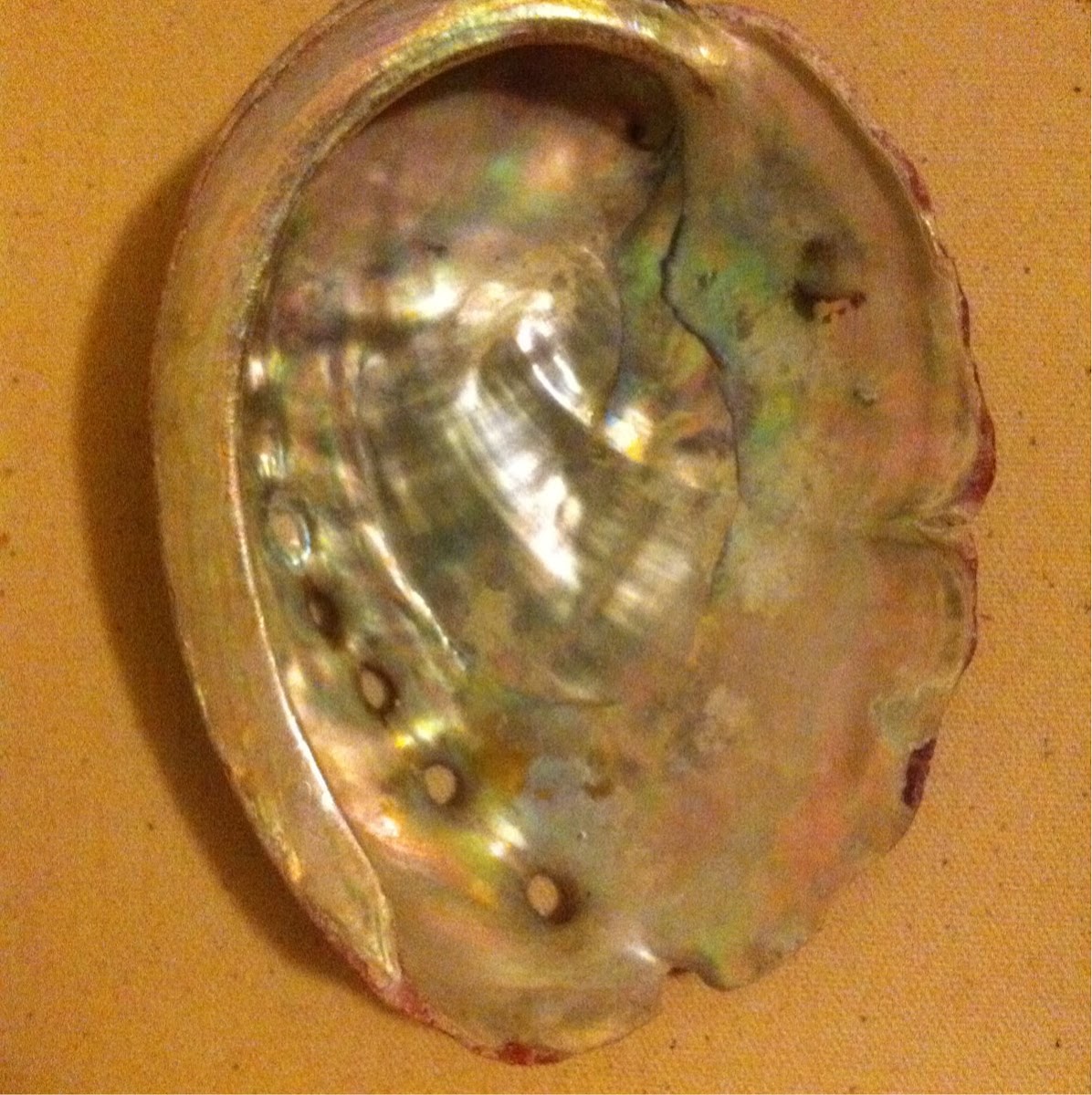 Red abalone