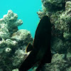 Juvenile batfish