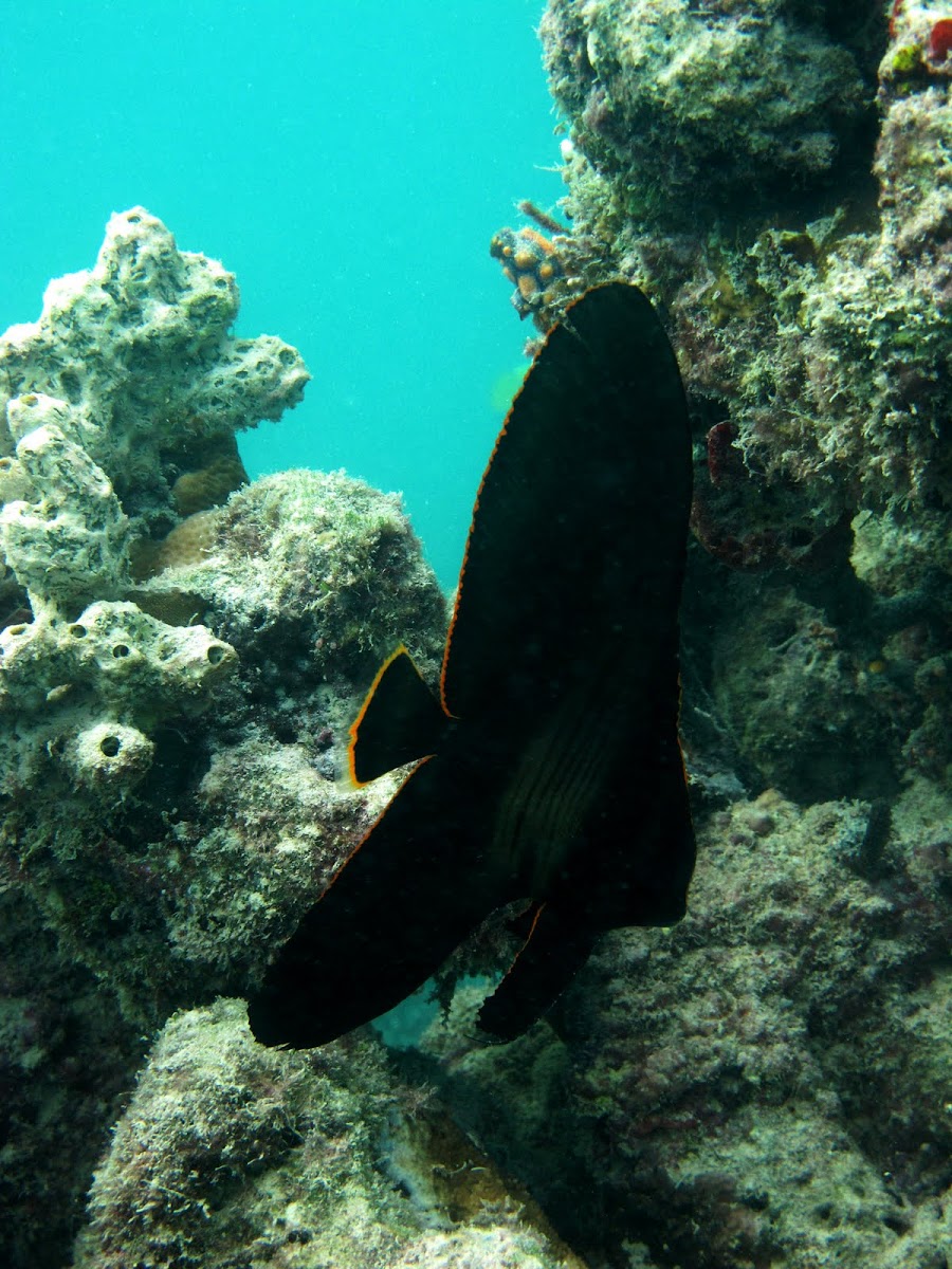 Juvenile batfish