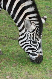 Zebra Puzzle by BookMan poster 3