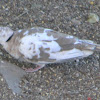 Eurasian-collared Dove Streptopelia decaocto