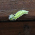 Hackberry Caterpillar
