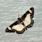 Common Spring Moth