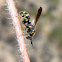 Leucospid wasp (male)
