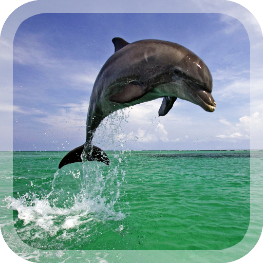 Dolphins Live Wallpaper 個人化 App LOGO-APP開箱王