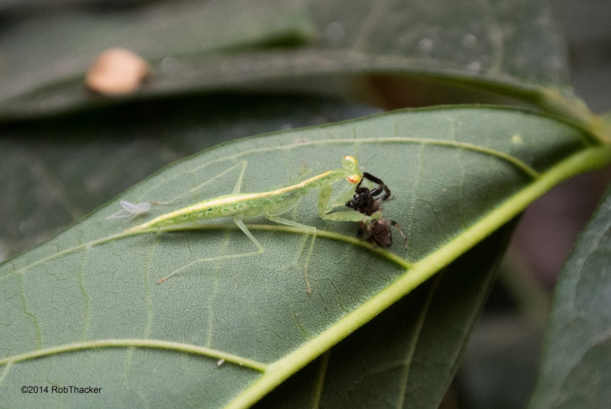 Mantid nymph