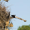 Red-billed Buffalo-Weaver nest