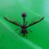 Syrphid fly