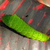 green-spotted triangle caterpillar