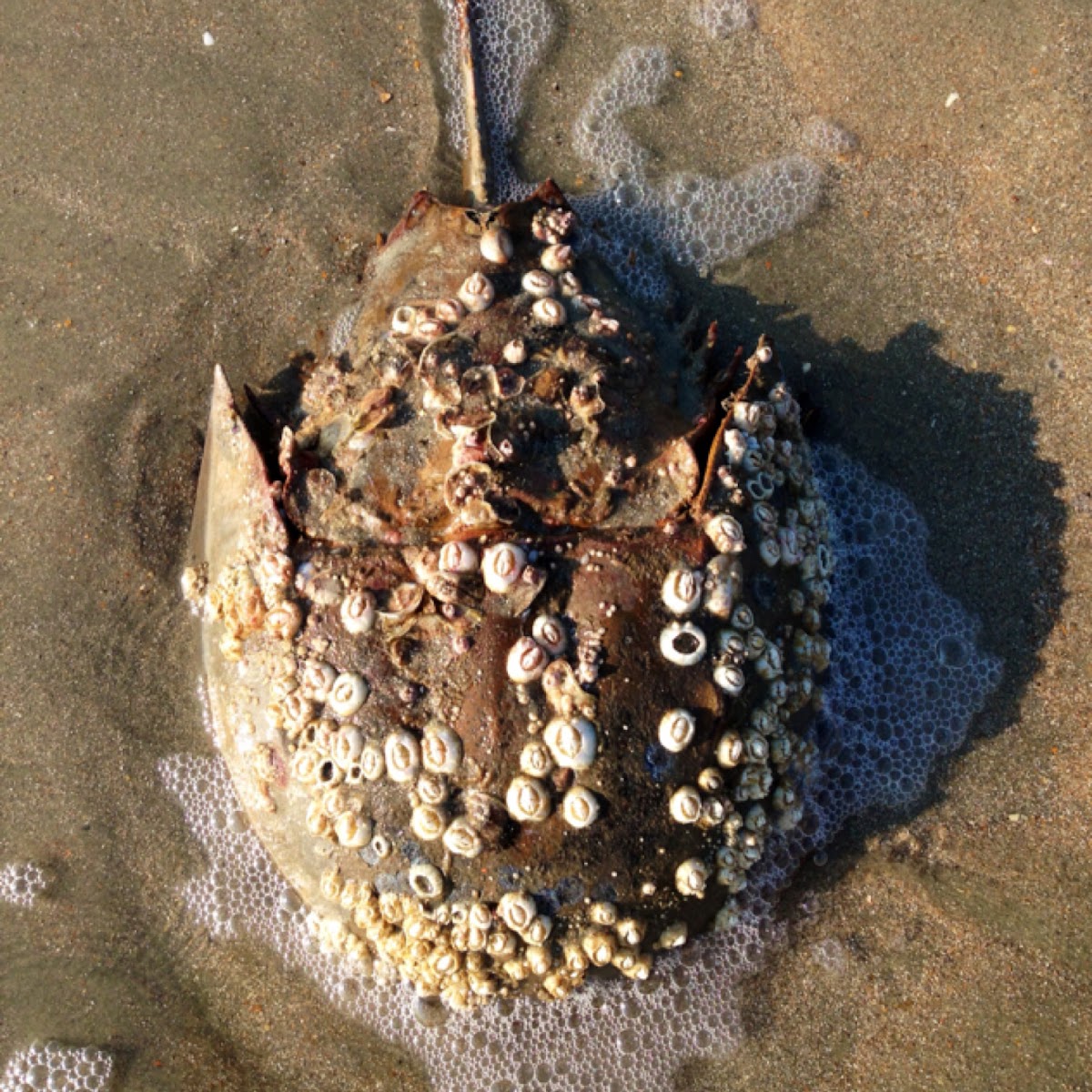 Atlantic Horseshoe Crab covered in barnacles
