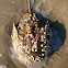 Atlantic Horseshoe Crab covered in barnacles