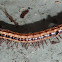 Native millipede