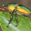 Golden stag beetle (male)