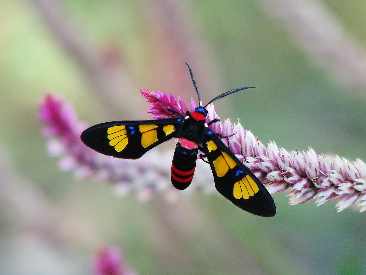 Wasp Moth