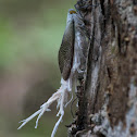 Wax-tailed planthopper