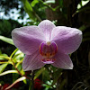 Moth Orchid or Phalaenopsis Orchid