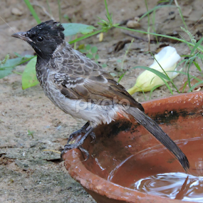 Red vented bulbul by Bharat Darji - Animals Birds