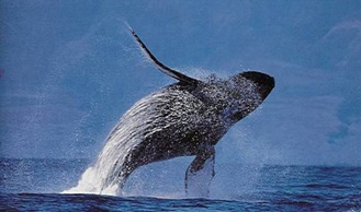 Baleine