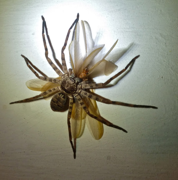 Huntsman (Giant Crab Spiders) Project Noah