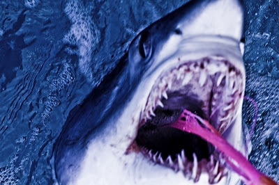 SHARK-107.jpg